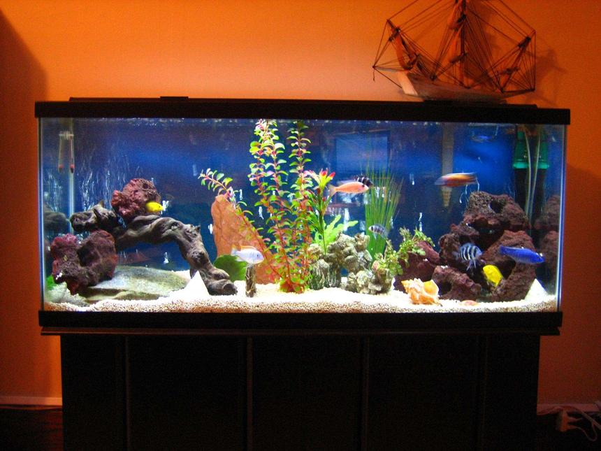 Rated #28: 55 Gallons Freshwater Fish Tank - Say Hello to my Little Friends