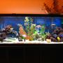 55 gallons freshwater fish tank (mostly fish and non-living decorations) - Say Hello to my Little Friends