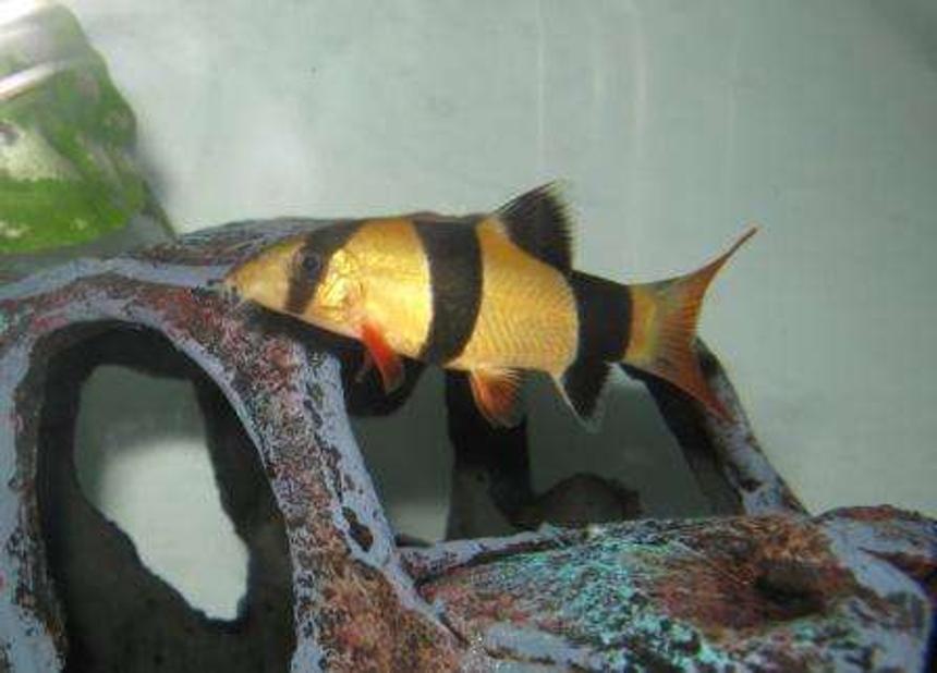 Rated #163: Freshwater Fish - Botia Macracantha - Clown Loach Stocking In 40 Gallons Tank - My Clown Loach
