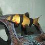 freshwater fish - botia macracantha - clown loach stocking in 40 gallons tank - My Clown Loach
