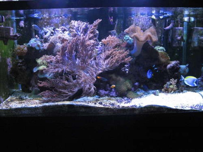 Rated #91: 120 Gallons Reef Tank - full tank shot