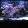 120 gallons reef tank (mostly live coral and fish) - full tank shot