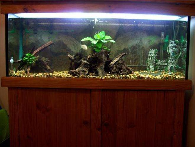 50 gallons freshwater fish tank (mostly fish and non-living decorations) - a pic of my 4ft tank.   every time i clean it i change the look of it so my fish dont get bored.