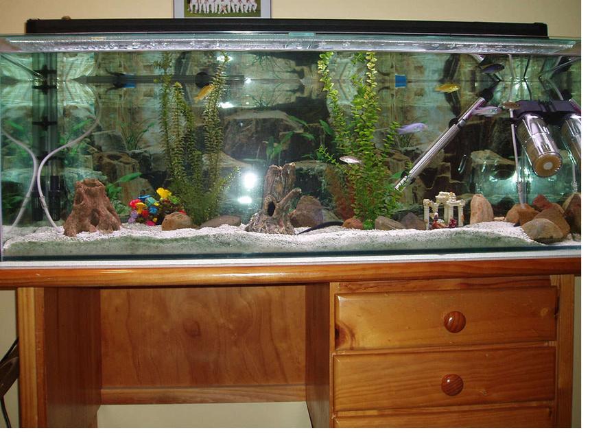 Rated #340: 39 Gallons Freshwater Fish Tank - My Freshwater(Slightly Salty), Lake Malawi Fish Tank.