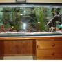 39 gallons freshwater fish tank (mostly fish and non-living decorations) - My Freshwater(Slightly Salty), Lake Malawi Fish Tank.