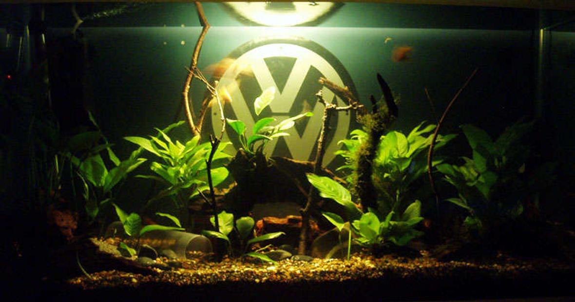 120 gallons planted tank (mostly live plants and fish) - (6weeks) - November 2007