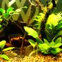 fish tank picture - Central Cave, Anubis Garden on Drift, Moss Stick + River Stones