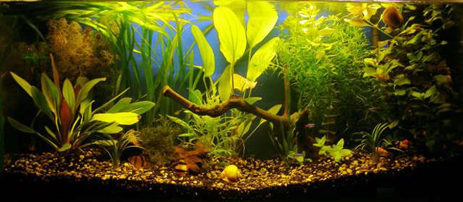 18 gallons planted tank (mostly live plants and fish) - 18 gallons
community aquarium
2 x 18w philips 830
filter 600l/h