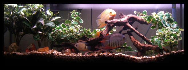 55 gallons freshwater fish tank (mostly fish and non-living decorations) - 55 gallon setup, silk plants, driftwood and chiclids.