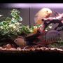 55 gallons freshwater fish tank (mostly fish and non-living decorations) - 55 gallon setup, silk plants, driftwood and chiclids.