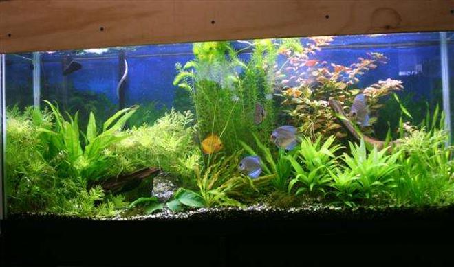 55 gallons planted tank (mostly live plants and fish) - 55 gallon planted discus tank 10/4/07