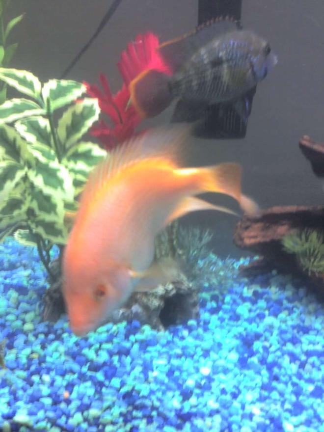 freshwater fish - amphilophus labiatus - red devil stocking in 55 gallons tank - My Red Devil Cichlid