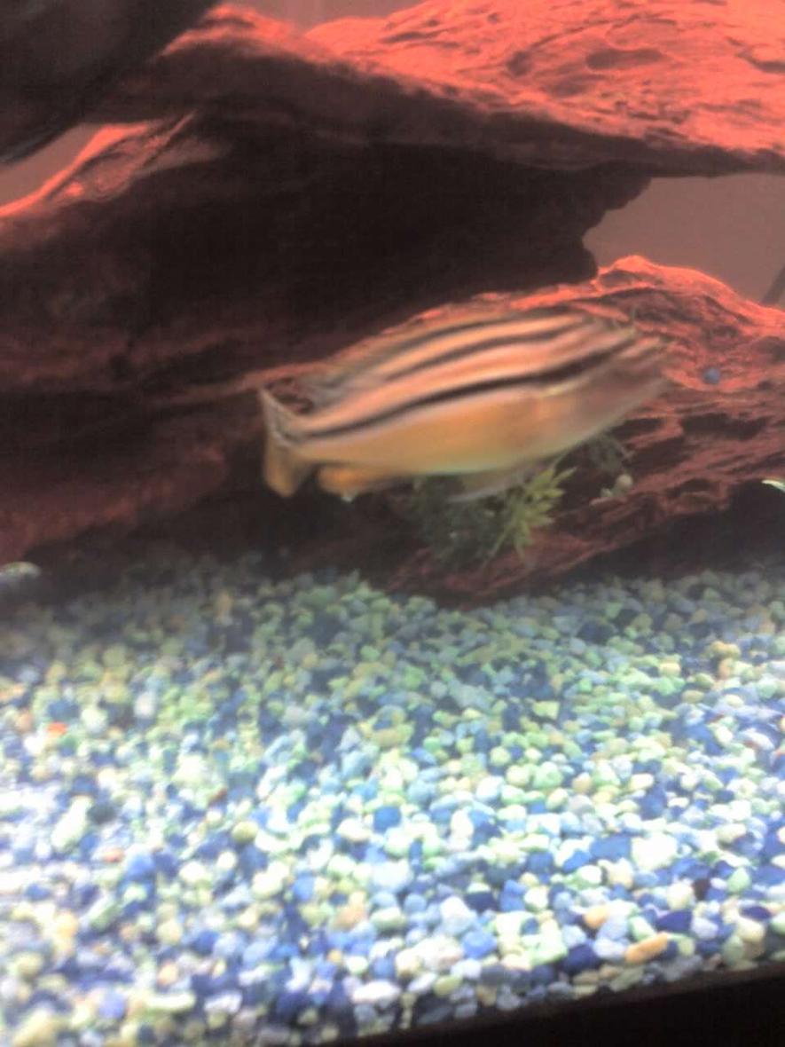 freshwater fish - melanochromis auratus - auratus cichlid stocking in 55 gallons tank - My Bumblebee Cichlid