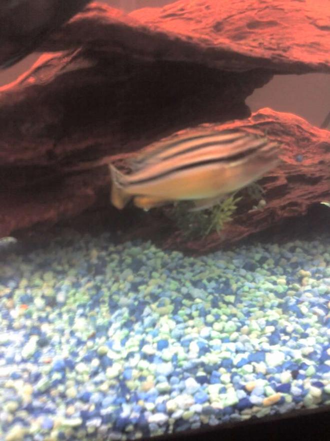 freshwater fish - melanochromis auratus - auratus cichlid stocking in 55 gallons tank - My Bumblebee Cichlid