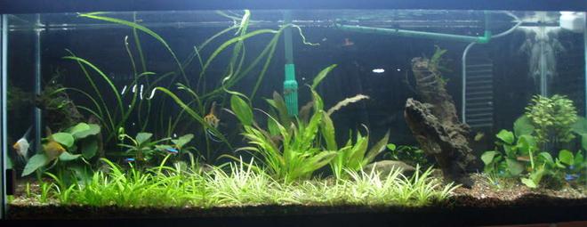 55 gallons planted tank (mostly live plants and fish) - My most recent arrangement.