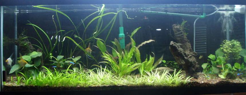 Rated #125: 55 Gallons Planted Tank - My most recent arrangement.