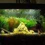 50 gallons planted tank (mostly live plants and fish) - my tank