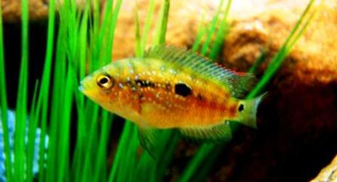 freshwater fish - nandopsis octofasciatum - jack dempsey stocking in 20 gallons tank - Young Jack Dempsey