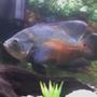 freshwater fish - astronotus ocellatus - red oscar stocking in 55 gallons tank - 11 AN HALF INCH TIGER OSCAR NAMED KONG THIS PIC WAS TOOK WITH A RAZOR PHONE BUT IT WORKED NOT THE BEST PIC OF HIM WISH I HAD REAL GOOD CAMERA TO SHOW YOU HOW PRETTY HE IS THANKS FOR YOUR TIME
