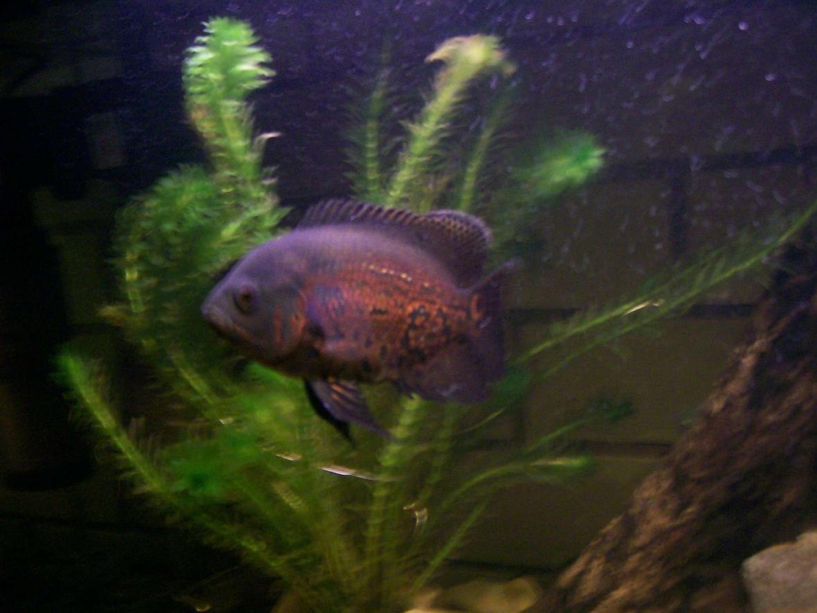 freshwater fish - astronotus ocellatus - tiger oscar stocking in 70 gallons tank - my oscar bout 5 months old very aggresive in a 3 ft tank with a barramundi and 2 crayfish
