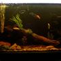 70 gallons freshwater fish tank (mostly fish and non-living decorations) - my 4ft tank with lots of fish tropicals mostly very nativ looking
