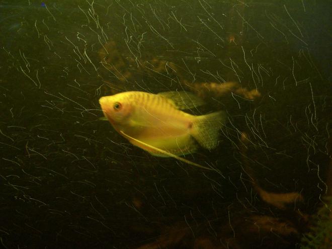 freshwater fish - trichogaster trichopterus - gold gourami stocking in 70 gallons tank - my gold gourami grew from baby very nice bright colour