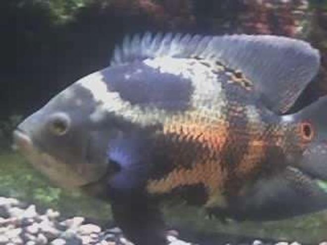 freshwater fish - astronotus ocellatus - tiger oscar stocking in 55 gallons tank - KONG THE MEANEST FISH IN MY TANK HE IS A TIGER OSCAR