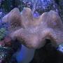corals inverts - sarcophyton sp. - toadstool mushroom leather coral stocking in 120 gallons tank - Toadstool