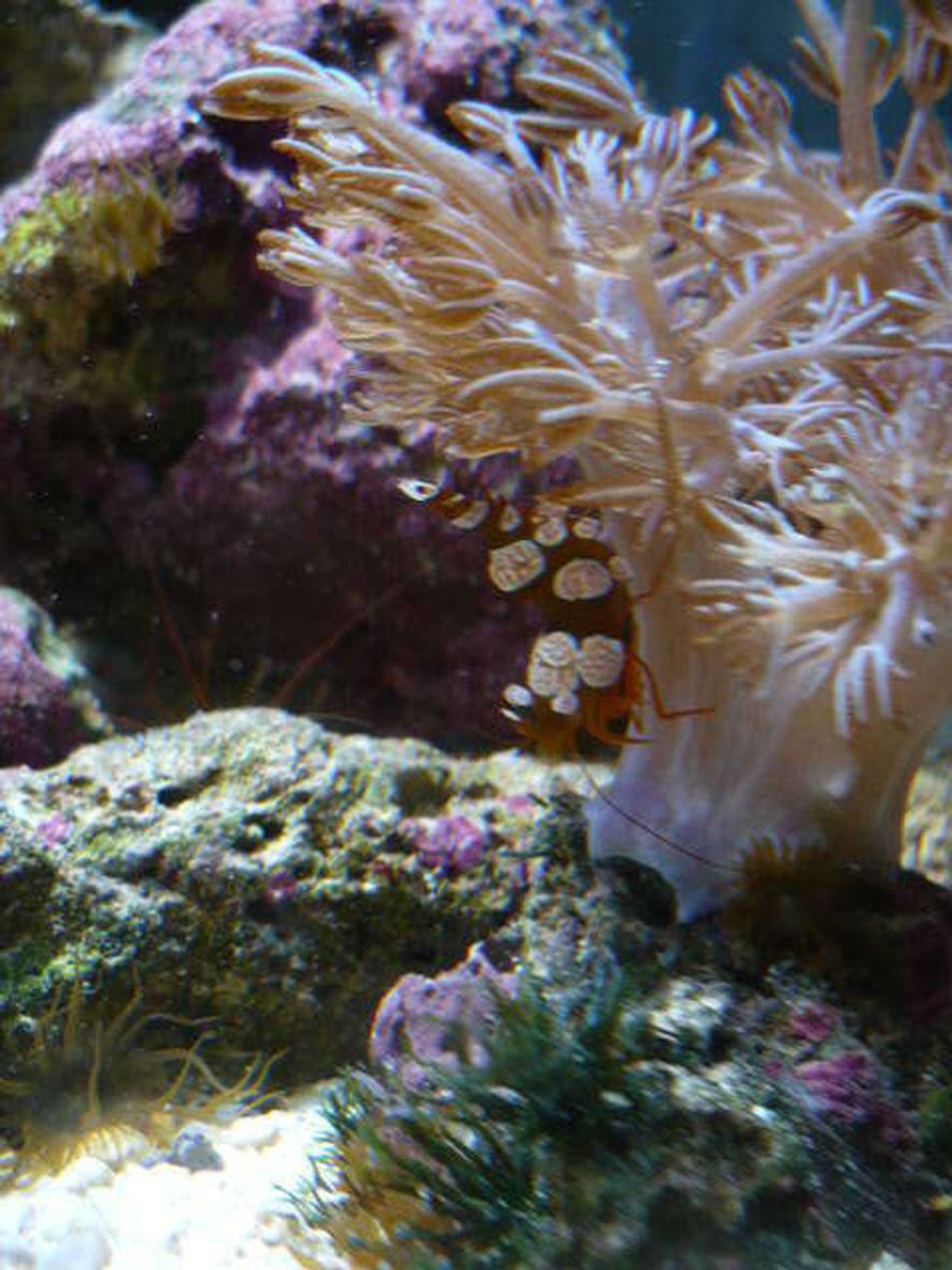 Rated #73: Corals Inverts - Anthelia Sp. - Waving Hand - Blue Stocking In 55 Gallons Tank - M sexy anenome shrimp chillin on his new home the base of a lil Xenia.