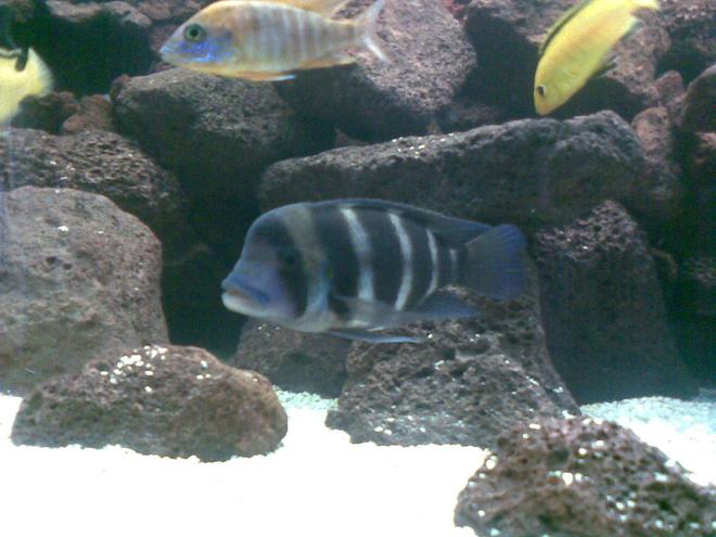 freshwater fish - cyphotilapia frontosa - frontosa cichlid stocking in 120 gallons tank - c.frontosa