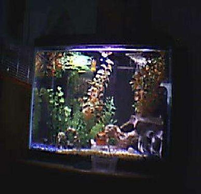 20 gallons freshwater fish tank (mostly fish and non-living decorations) - 2o gal 1 betta  3 black neons  sry its from my webcam
