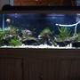 60 gallons saltwater fish tank (mostly fish, little/no live coral) - Live Rock, plants, coral, soft coral, hard coral, sea urchin, starfish, plants, arrow crab, clams, anenome's, feather duster, sponges.
