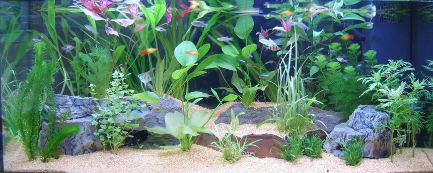Rated #138: 50 Gallons Planted Tank - Juwel Rio 180L  -  First Configuration
Rio Juwel 180L.