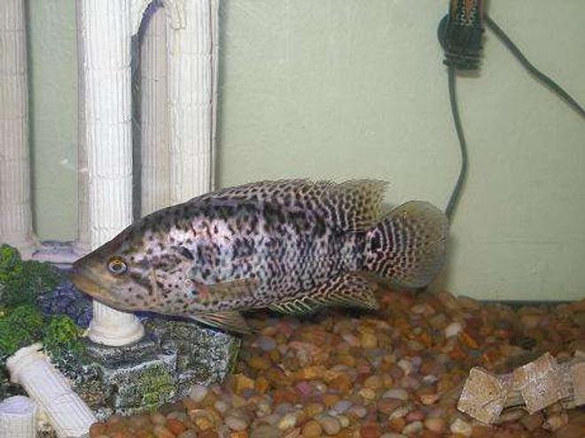 freshwater fish - parachromis managuensis - jaguar cichlid stocking in 55 gallons tank - Jaguar chilid 5"