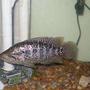 freshwater fish - parachromis managuensis - jaguar cichlid stocking in 55 gallons tank - Jaguar chilid 5"