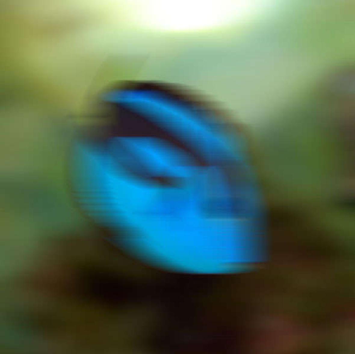 saltwater fish - paracanthurus hepatus - blue tang stocking in 120 gallons tank - Artistic Test Image