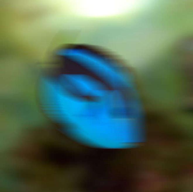 saltwater fish - paracanthurus hepatus - blue tang stocking in 120 gallons tank - Artistic Test Image