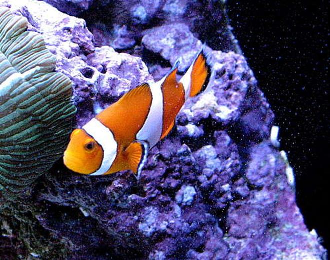saltwater fish - amphiprion percula - true percula clownfish stocking in 120 gallons tank - False perc