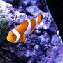 saltwater fish - amphiprion percula - true percula clownfish stocking in 120 gallons tank - False perc