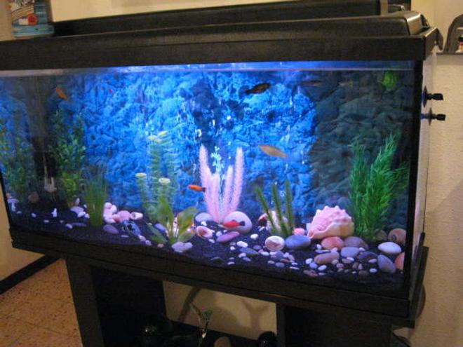 40 gallons freshwater fish tank (mostly fish and non-living decorations) - NewCycling Tank