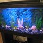 40 gallons freshwater fish tank (mostly fish and non-living decorations) - NewCycling Tank