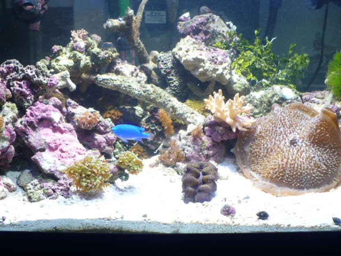55 gallons reef tank (mostly live coral and fish) - new 55 gal shallow reef