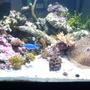 55 gallons reef tank (mostly live coral and fish) - new 55 gal shallow reef