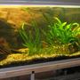 60 gallons freshwater fish tank (mostly fish and non-living decorations) - the usual