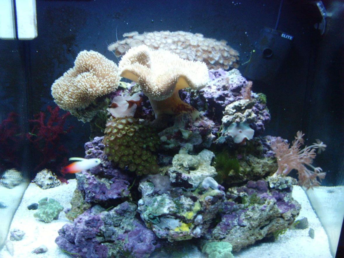 24 gallons reef tank (mostly live coral and fish) - 24 G Nano,9.5 kilo fuji live rock, Pulsing zenia, 2xToadstool,large brown button polp,green button poly,4xCandy Canes,Xmas tree coral,Blue Mushrooms,Green frilly mushroom,Purple and green mushrooms,Green Carpet Zenia,Red grape algae1x Firefish 1x cleaner shrimp,8 blue leg hermit crabs