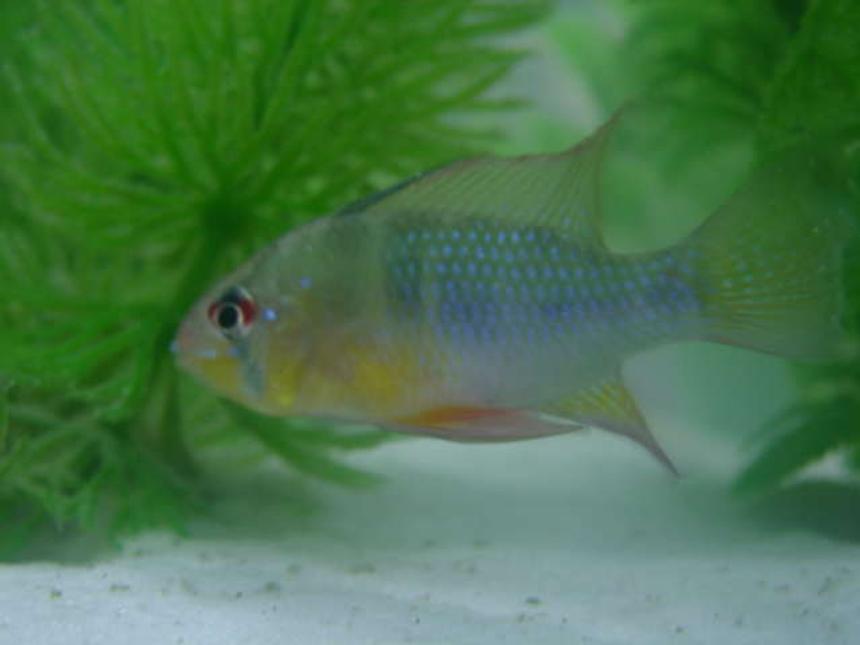 Rated #72: Freshwater Fish - Papiliochromis Ramirezi - German Blue Ram Stocking In 46 Gallons Tank - my german blue rams, he's still just a juvie