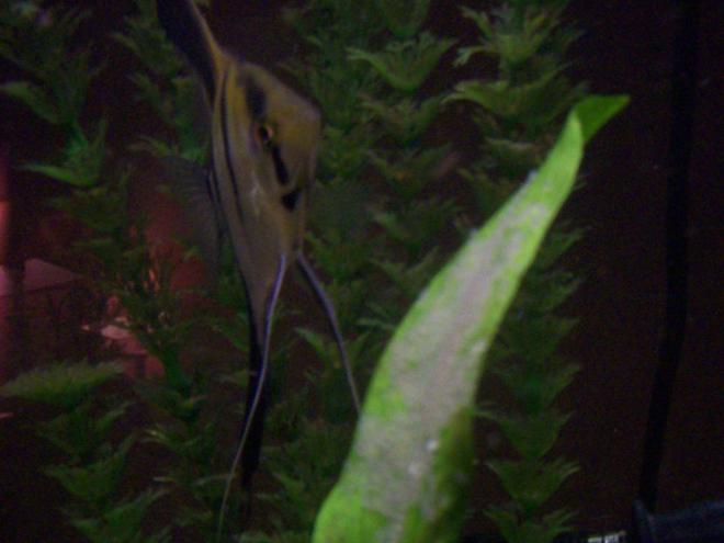 freshwater fish - pterophyllum altum - altum angel - autum angelfish breeding