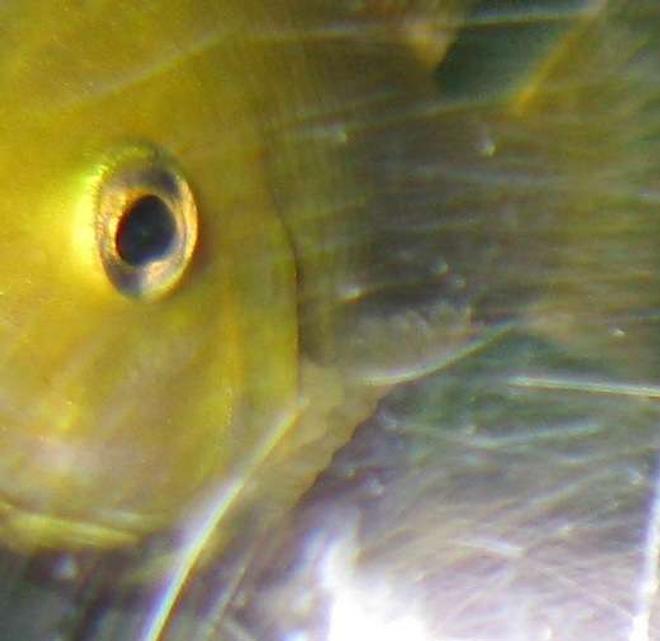 freshwater fish - labidochromis caeruleus - electric yellow cichlid stocking in 40 gallons tank - My Creepy Electric Yellow Cichlid