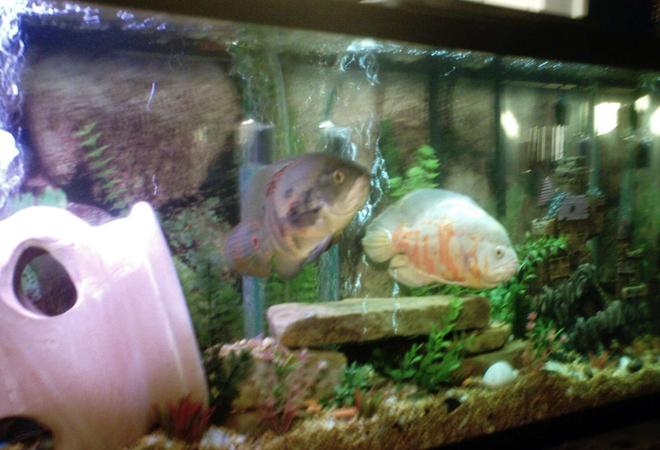 55 gallons freshwater fish tank (mostly fish and non-living decorations) - My 55gal Oscar tank