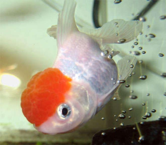 freshwater fish - carassius auratus - red cap oranda goldfish stocking in 26 gallons tank - New Oranda